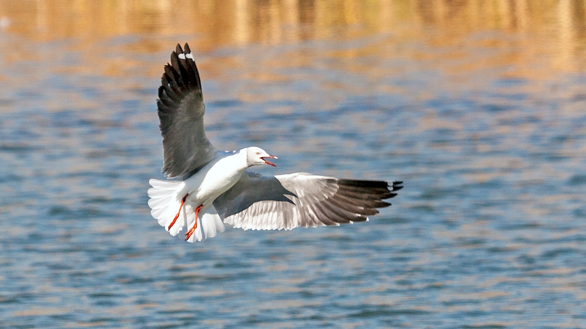 Grey-headed Gull [Chroicocephalus cirrocephalus poiocephalus]