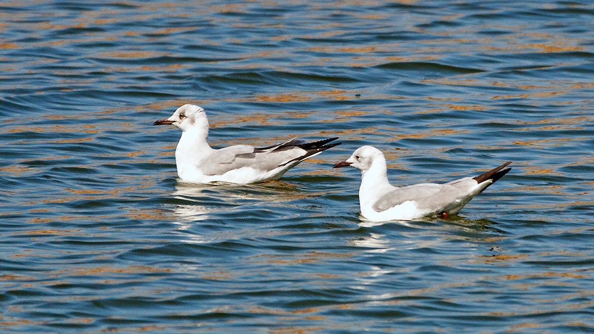 Grey-headed Gull [Chroicocephalus cirrocephalus poiocephalus]