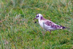 Black-headed Gull [Chroicocephalus ridibundus] 