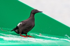 Black Guillemot [Cepphus grylle arcticus] 