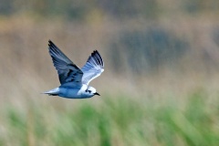White-winged Tern [Chlidonias leucopterus]