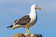 Kelp Gull [Larus dominicanus dominicanus]