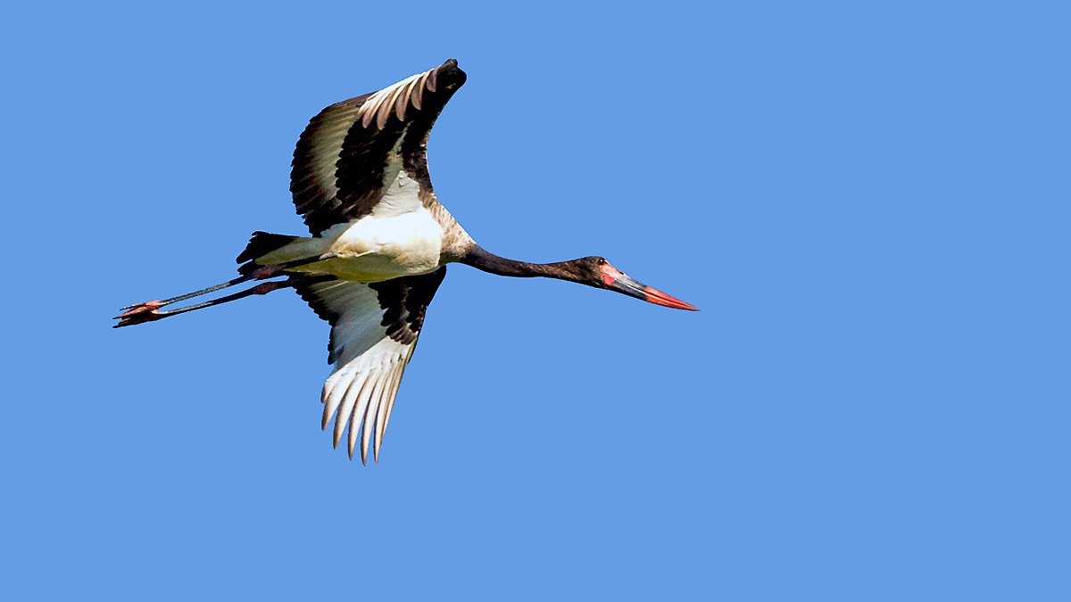 Saddle-billed Stork [Ephippiorhynchus senegalensis]