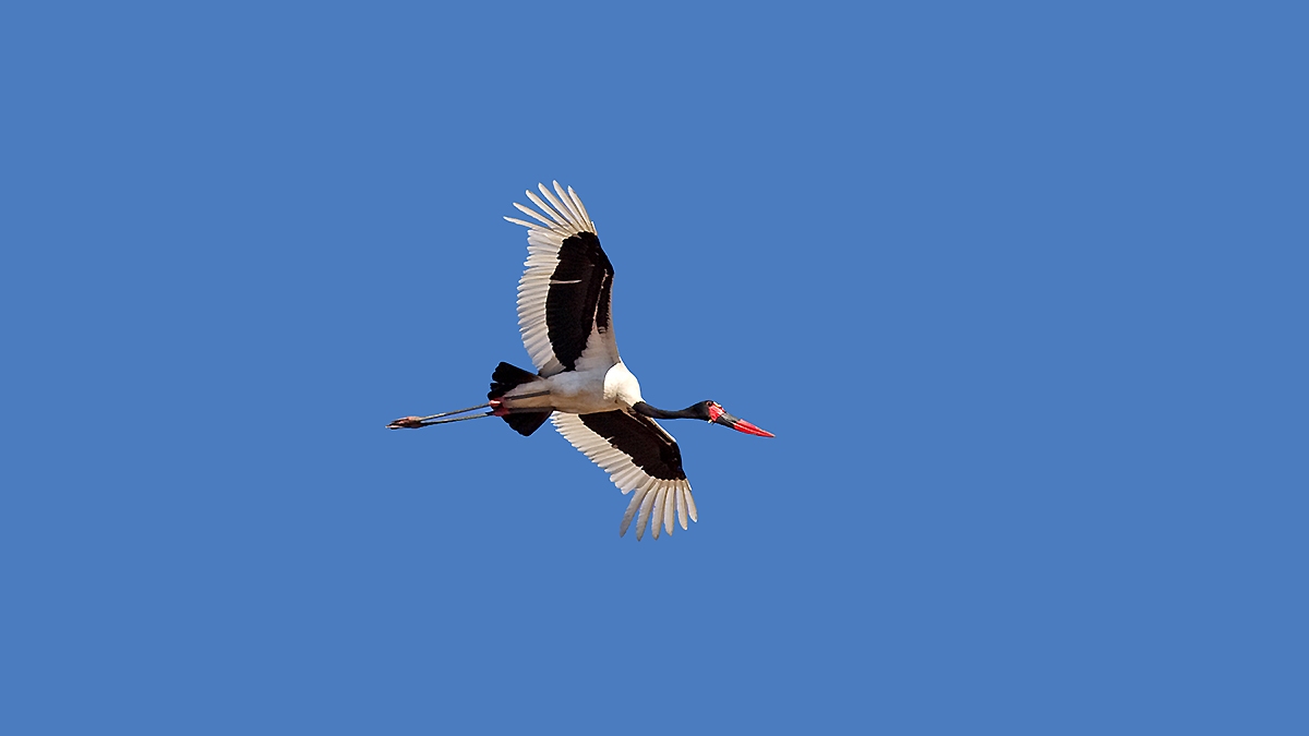 Saddle-billed Stork [Ephippiorhynchus senegalensis]