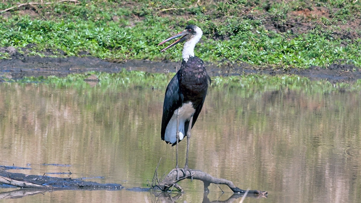 African Woolly-necked Stork [Ciconia microscelis]