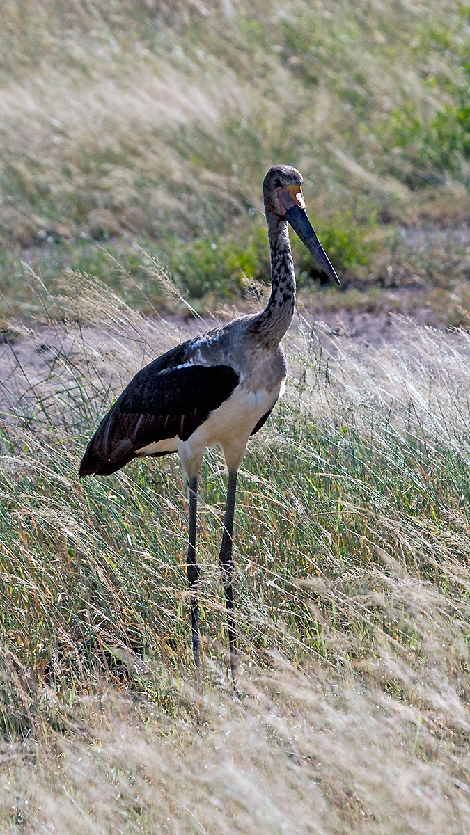 Saddle-billed Stork [Ephippiorhynchus senegalensis]