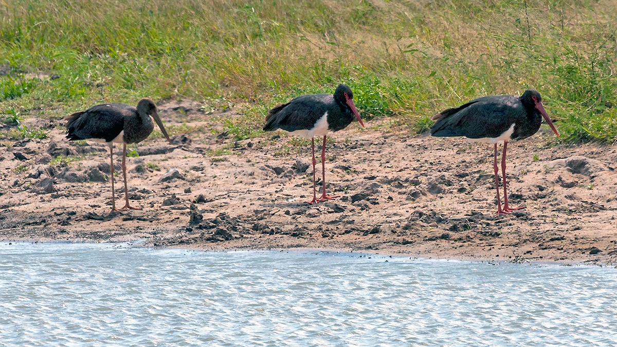 Black Stork [Ciconia nigra]