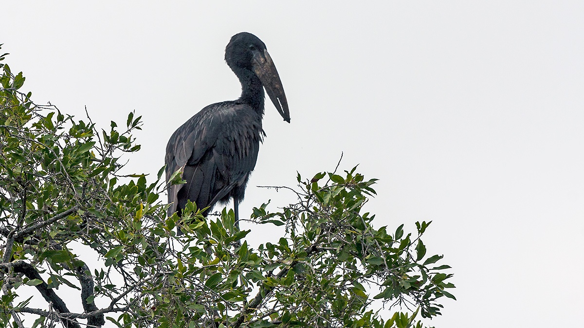 African Openbill [Anastomus lamelligerus lamelligerus]