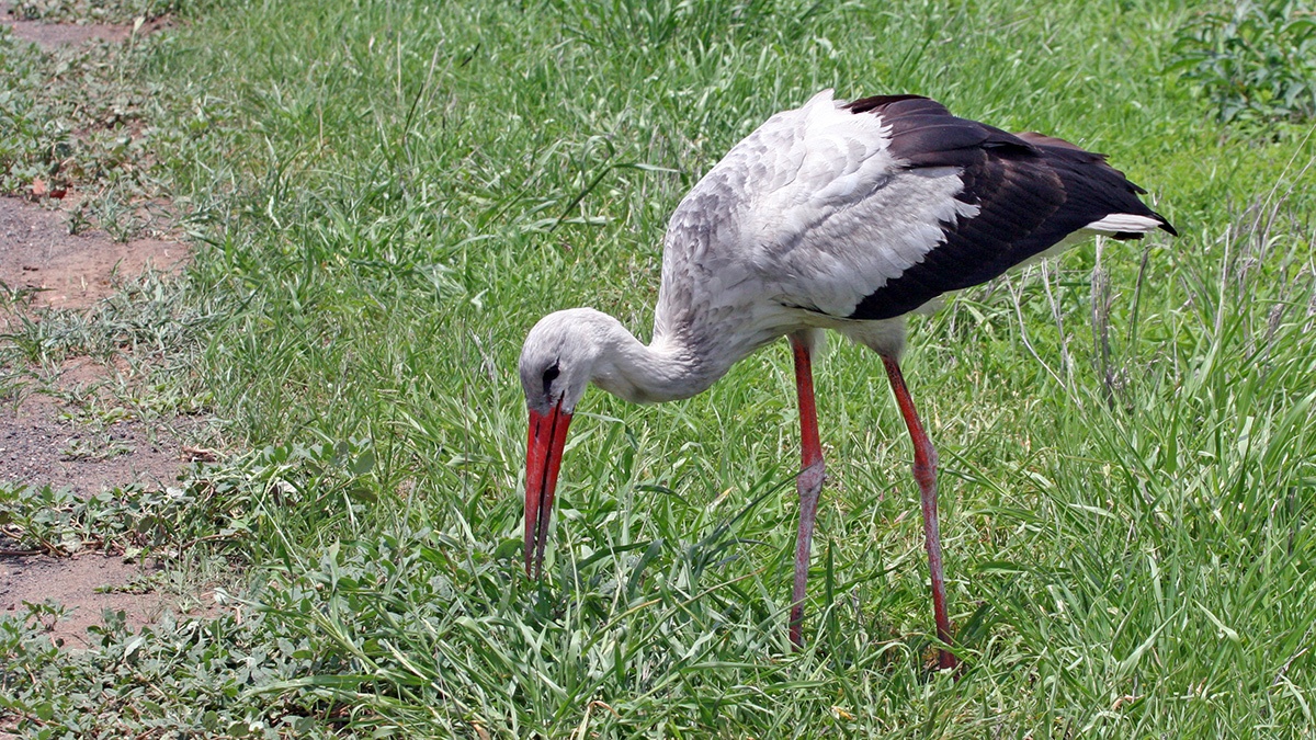 White Stork [Ciconia ciconia ciconia]