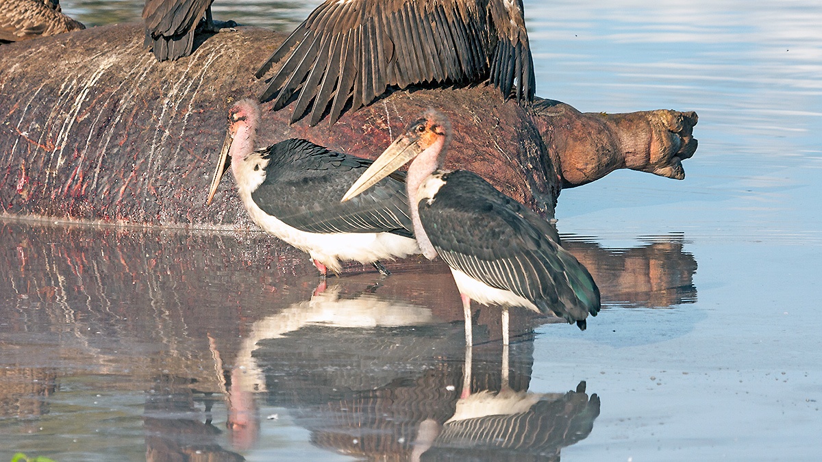 Marabou Stork [Leptoptilos crumenifer]