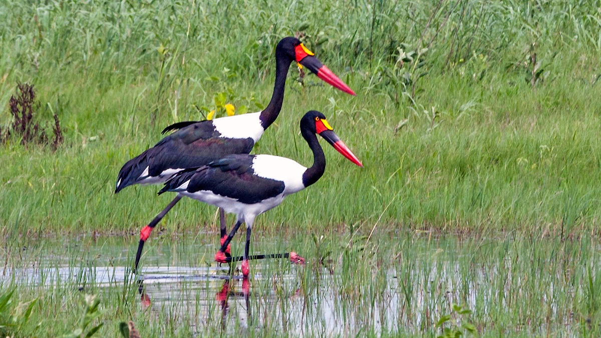 Saddle-billed Stork [Ephippiorhynchus senegalensis]