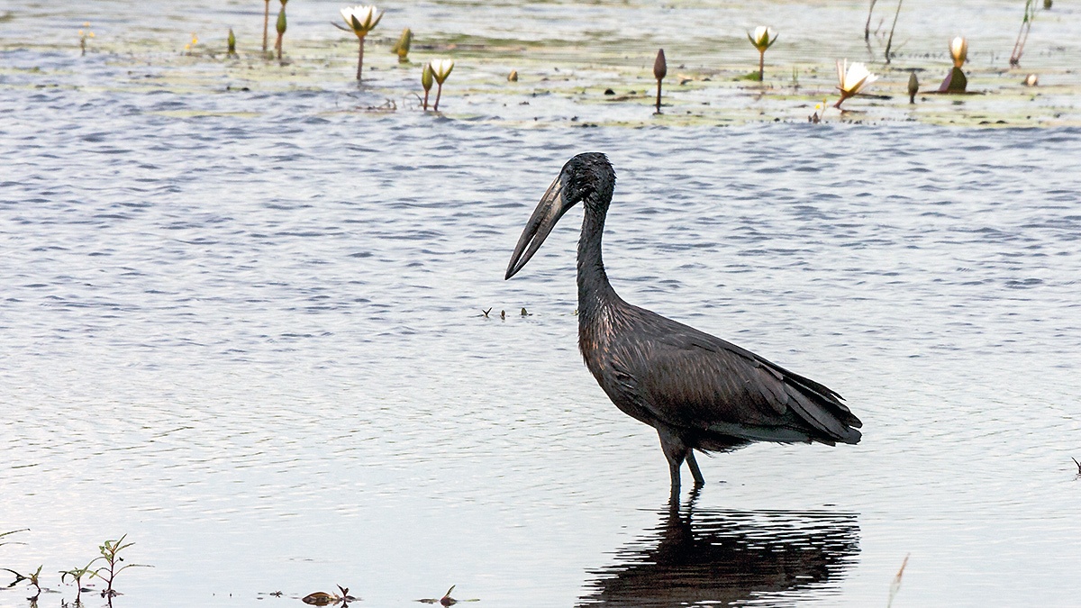 African Openbill [Anastomus lamelligerus lamelligerus]