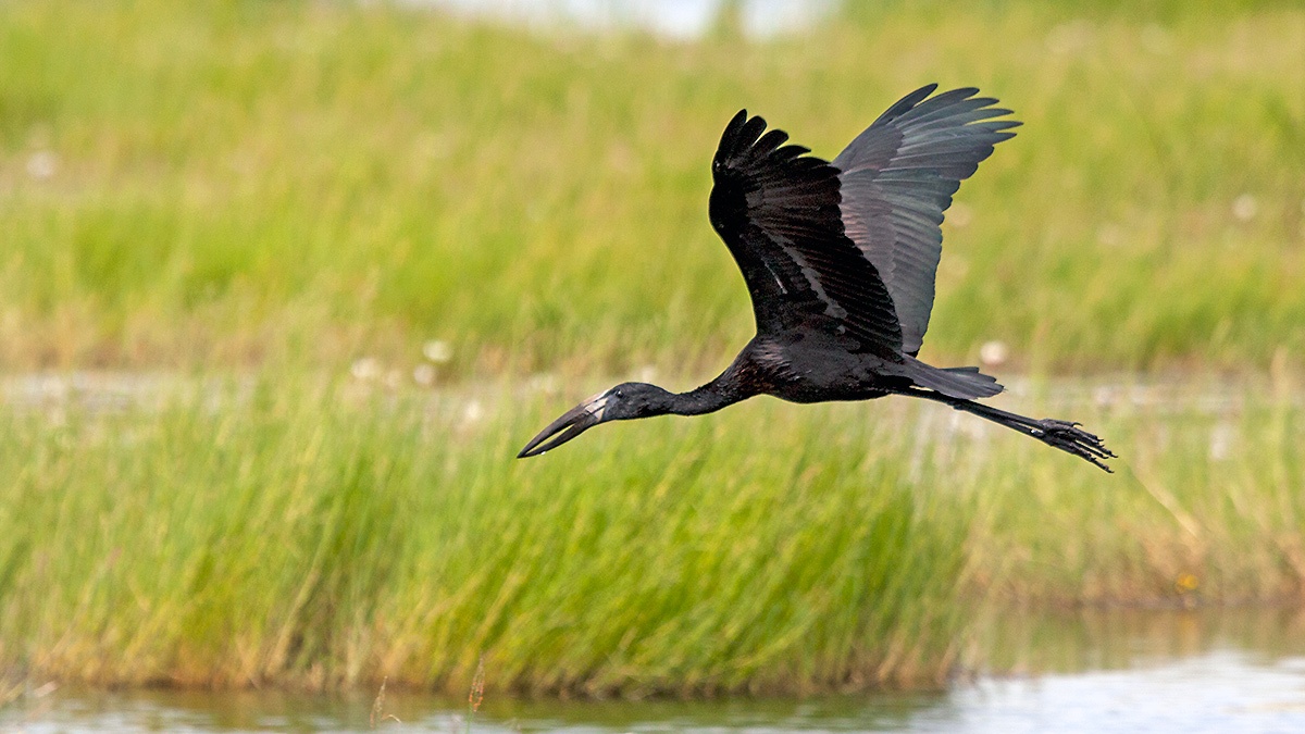 African Openbill [Anastomus lamelligerus lamelligerus]