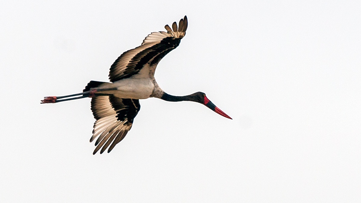 Saddle-billed Stork [Ephippiorhynchus senegalensis]