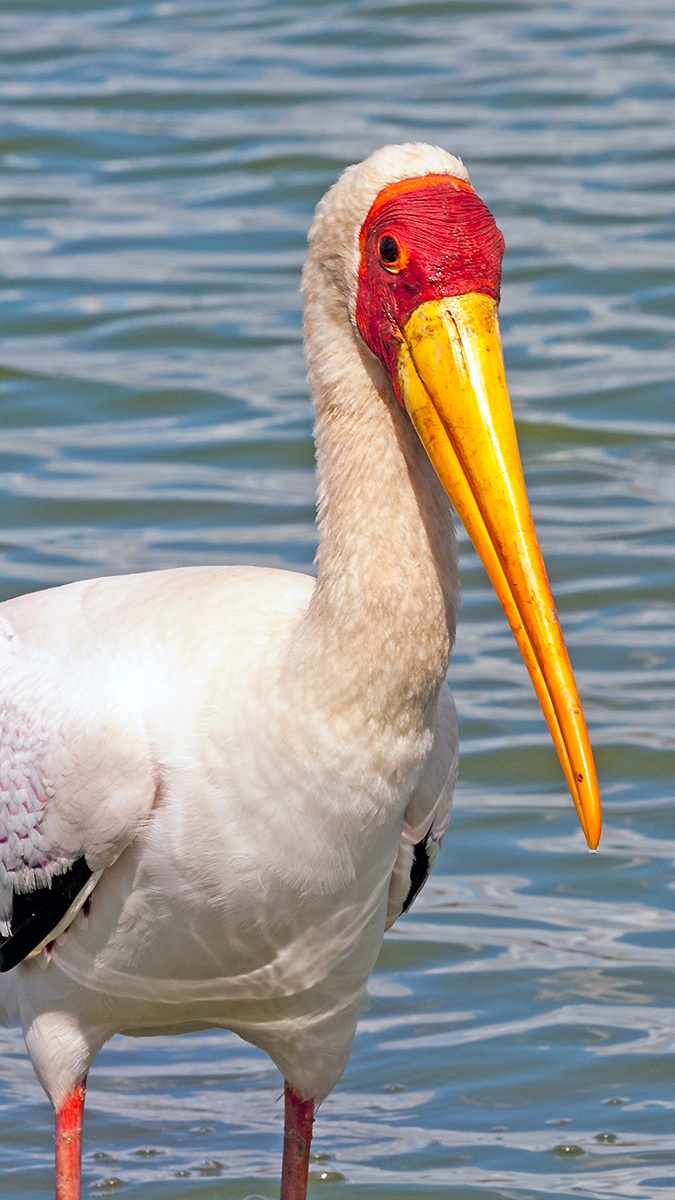 Yellow-billed Stork [Mycteria ibis]