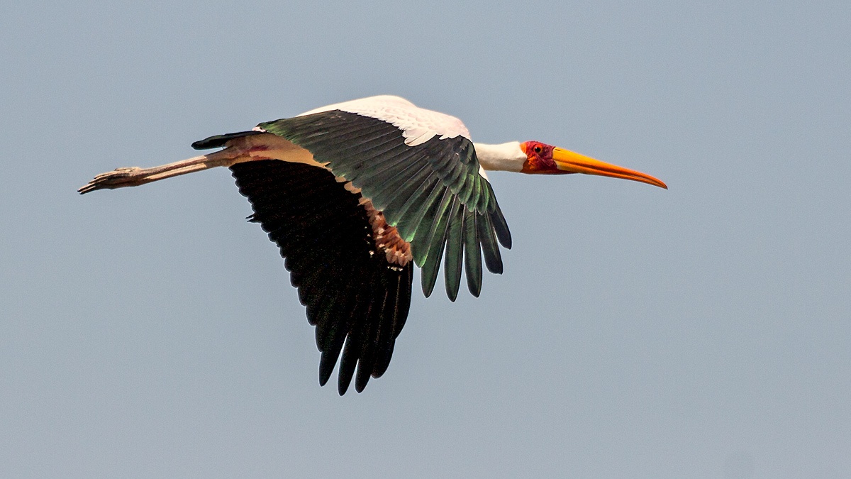 Yellow-billed Stork [Mycteria ibis]