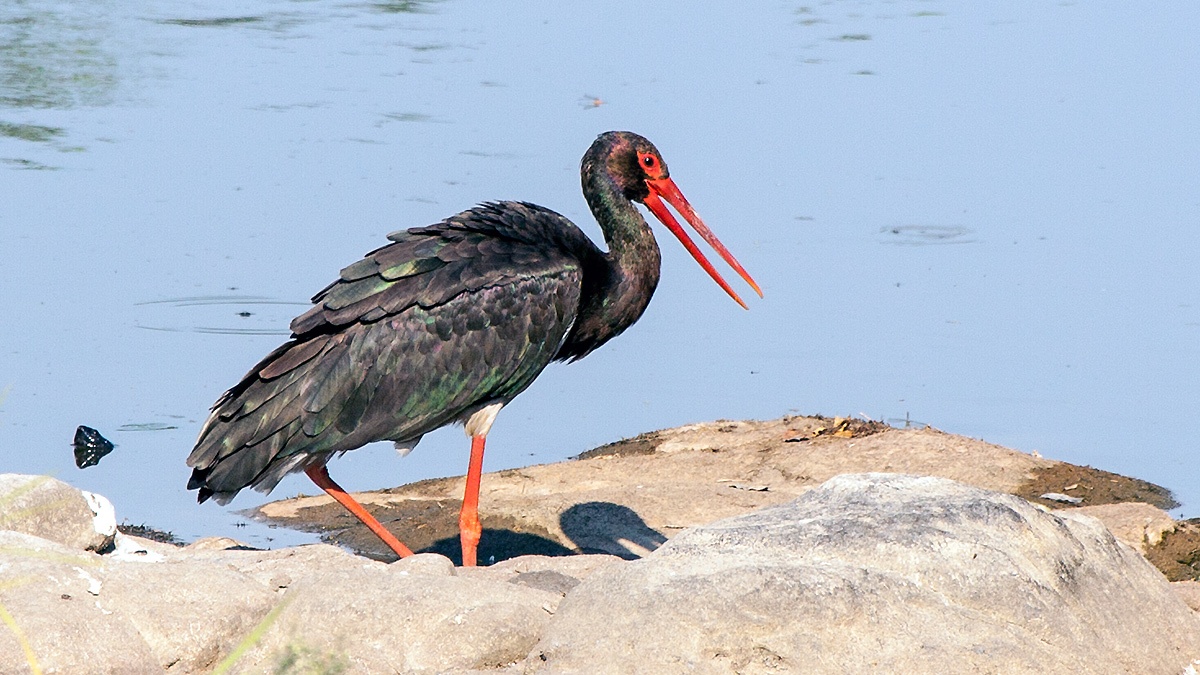 Black Stork [Ciconia nigra]