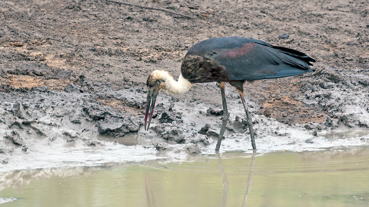 African Woolly-necked Stork [Ciconia microscelis]
