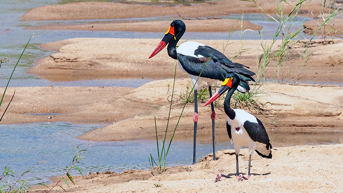 Saddle-billed Stork [Ephippiorhynchus senegalensis]