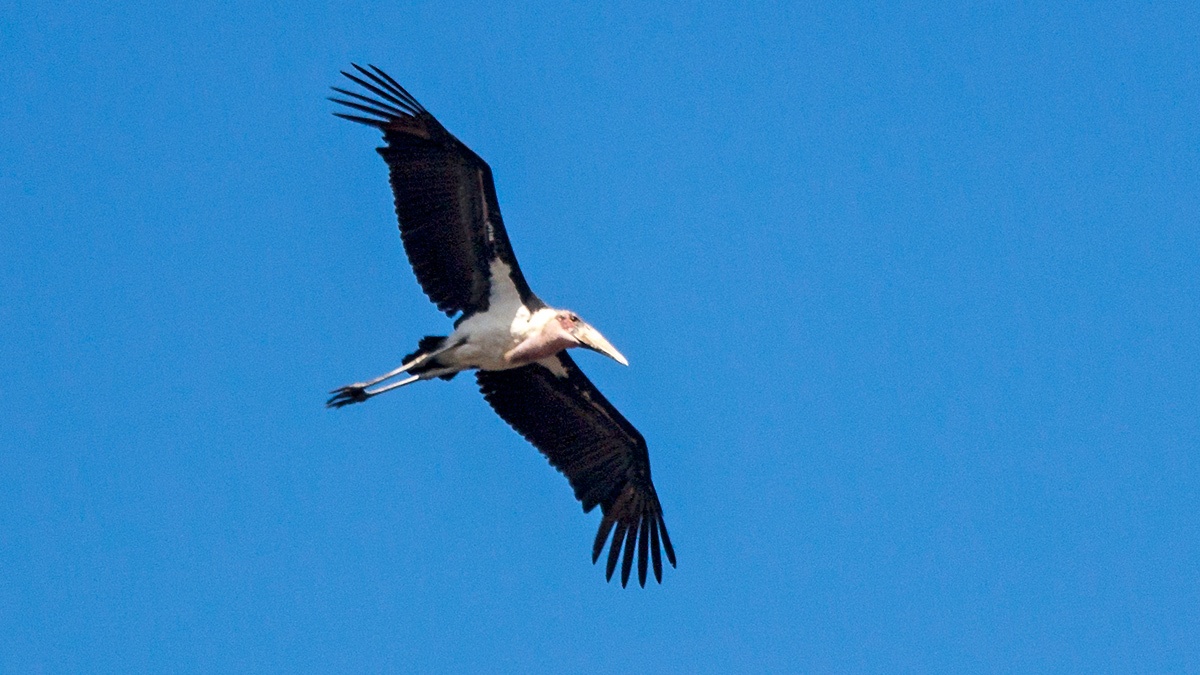 Marabou Stork [Leptoptilos crumenifer]