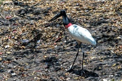 Jabiru [Jabiru mycteria] 