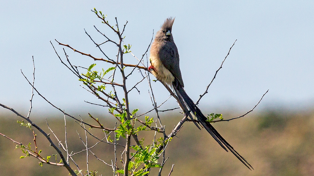 White-backed Mousebird [Colius colius colius]