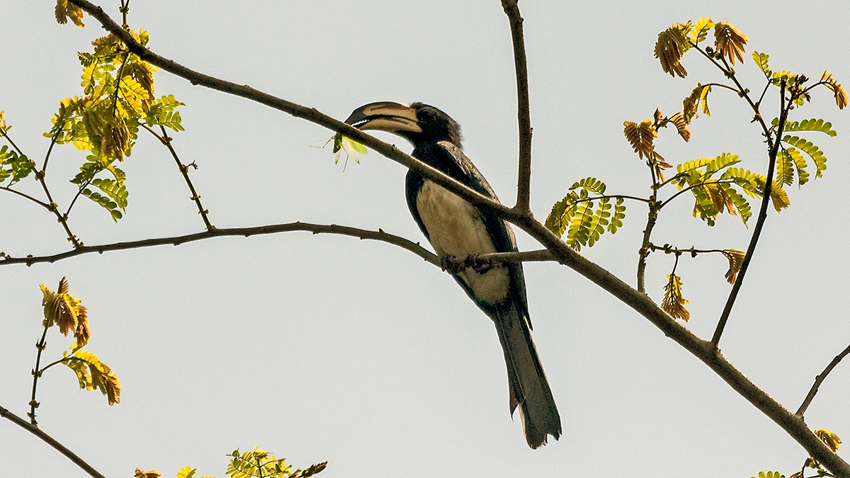 West African Pied Hornbill [Lophoceros semifasciatus]