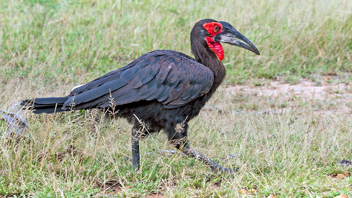 Southern Ground Hornbill [Bucorvus leadbeateri]