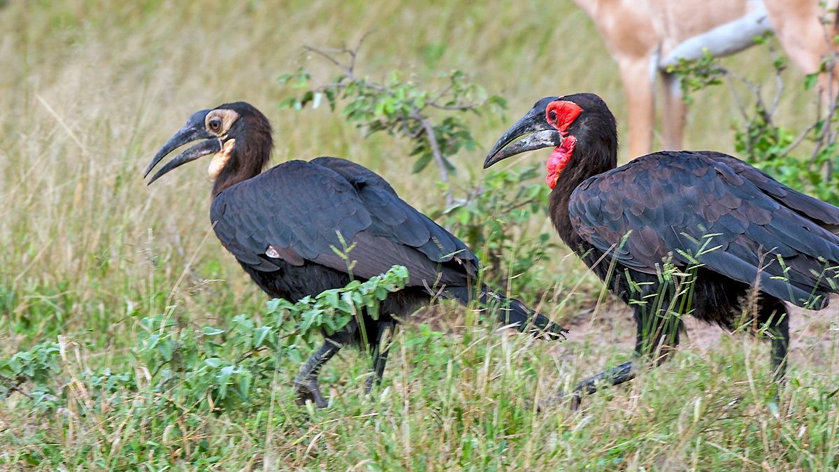 Southern Ground Hornbill [Bucorvus leadbeateri]