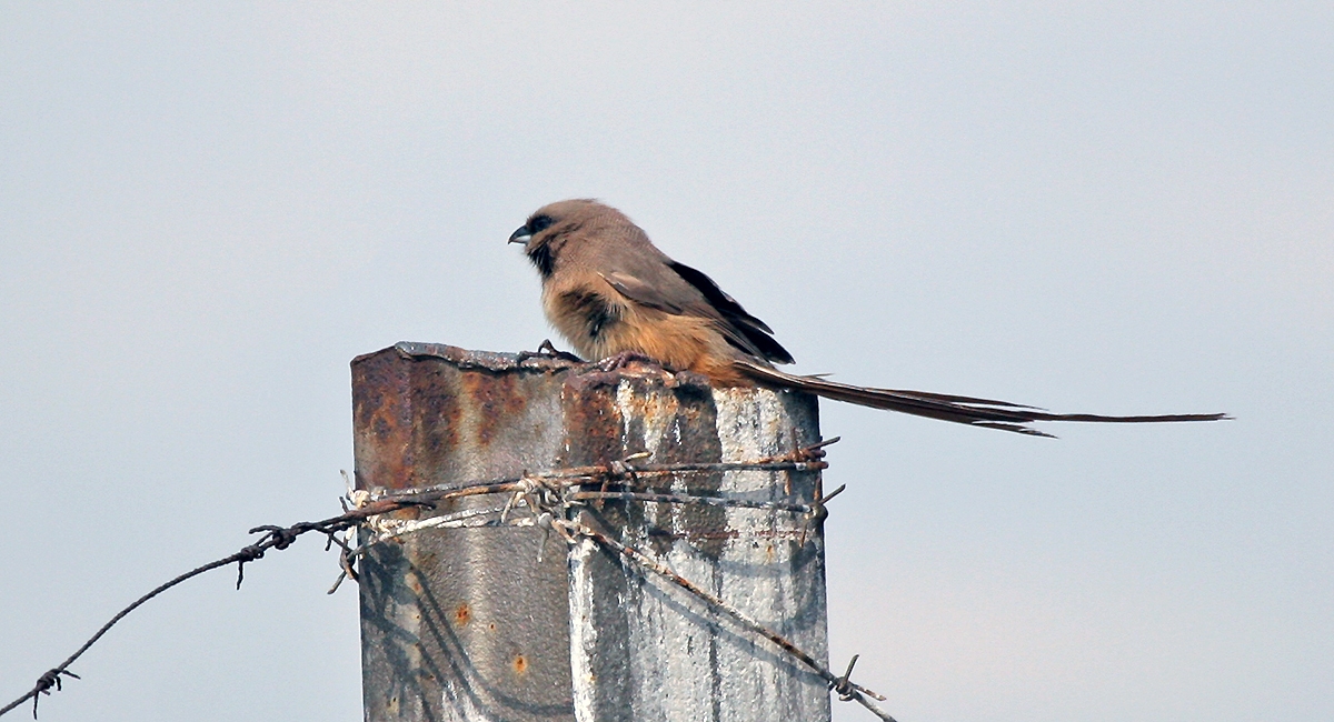 Speckled Mousebird [Colius striatus minor]