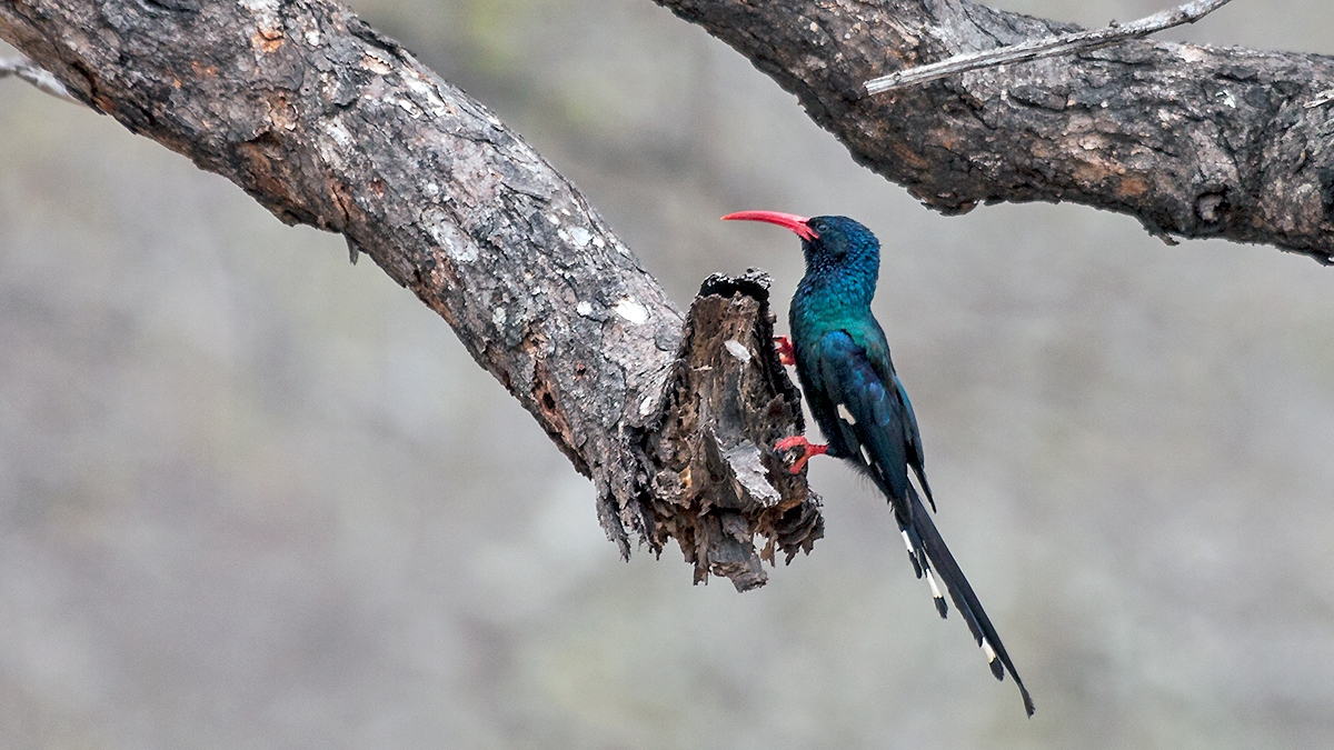 Green Wood Hoopoe [Phoeniculus purpureus marwitzi]