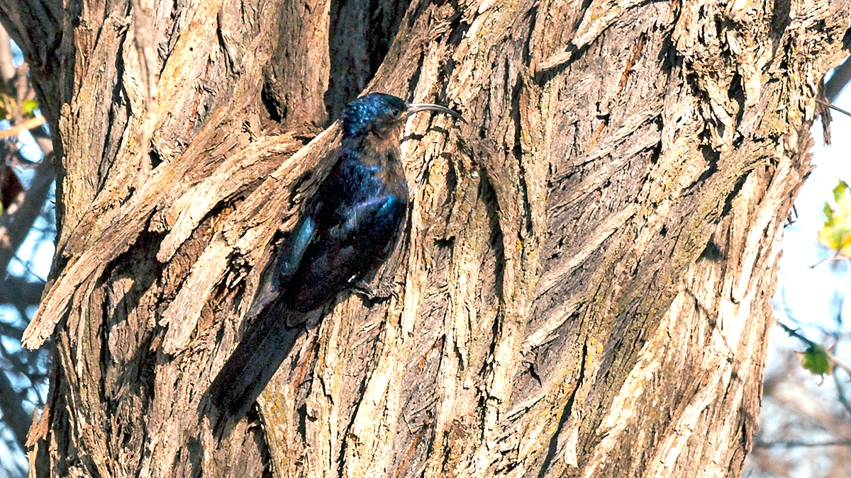 Common Scimitarbill [Rhinopomastus cyanomelas cyanomelas]