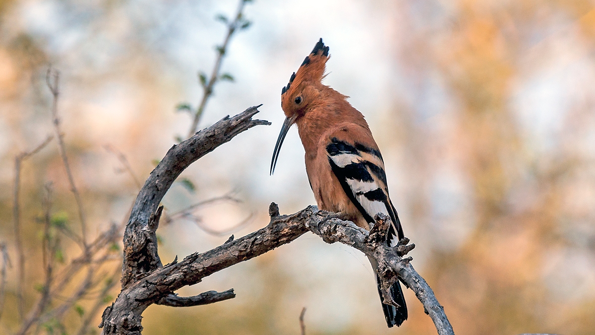 Eurasian Hoopoe [Upupa epops africana]