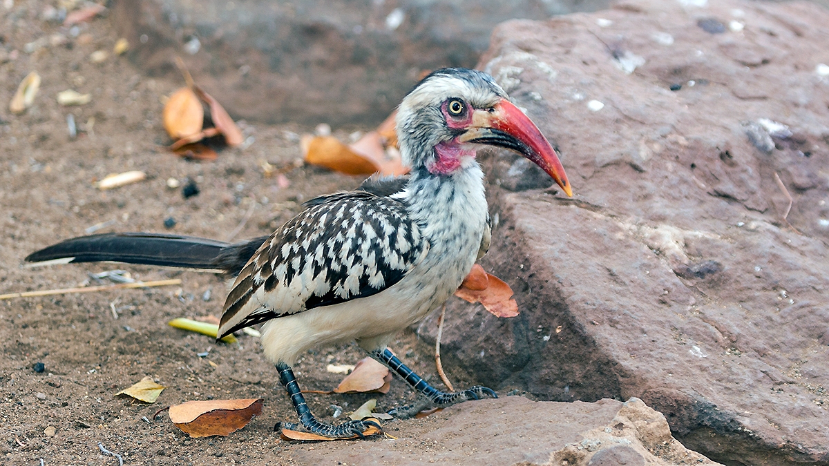 Southern Red-billed Hornbill [Tockus rufirostris]