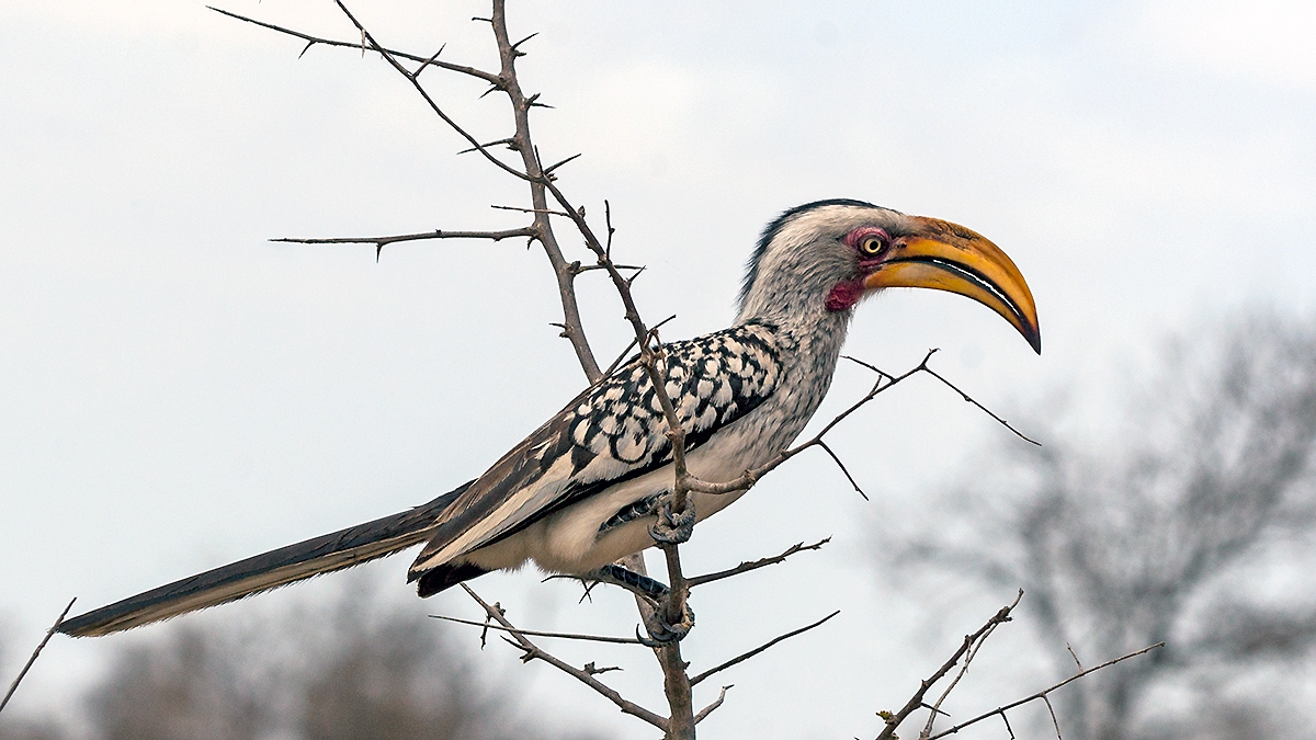 Southern Yellow-billed Hornbill [Tockus leucomelas leucomelas]