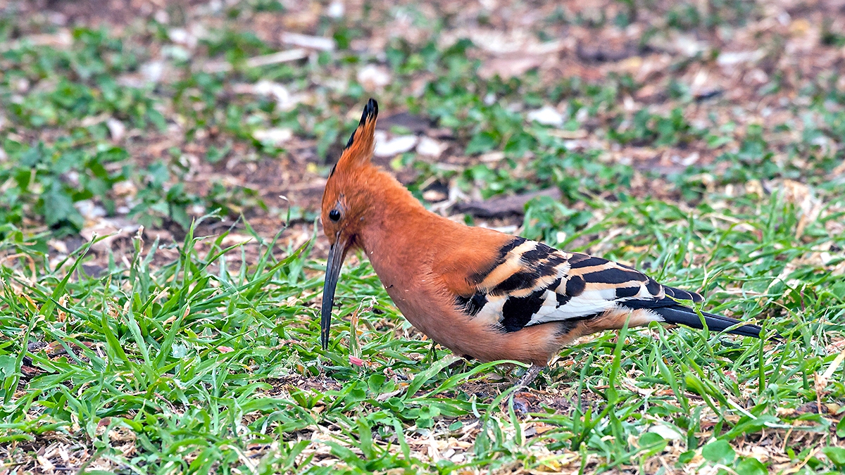 Eurasian Hoopoe [Upupa epops africana]