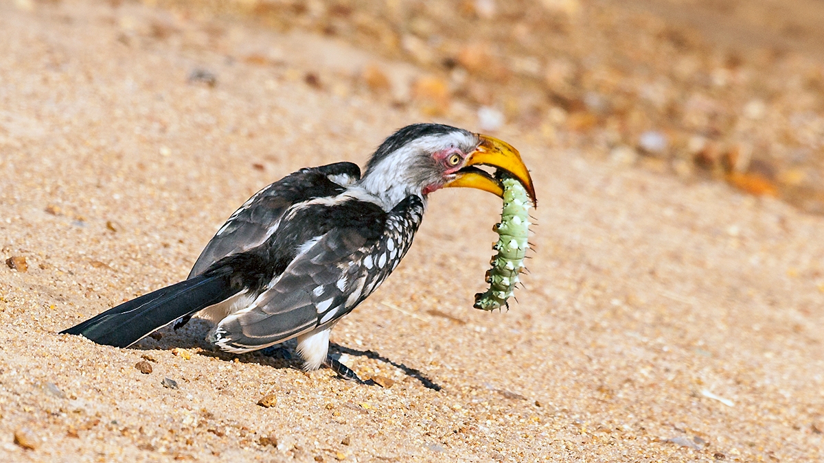Southern Yellow-billed Hornbill [Tockus leucomelas leucomelas]