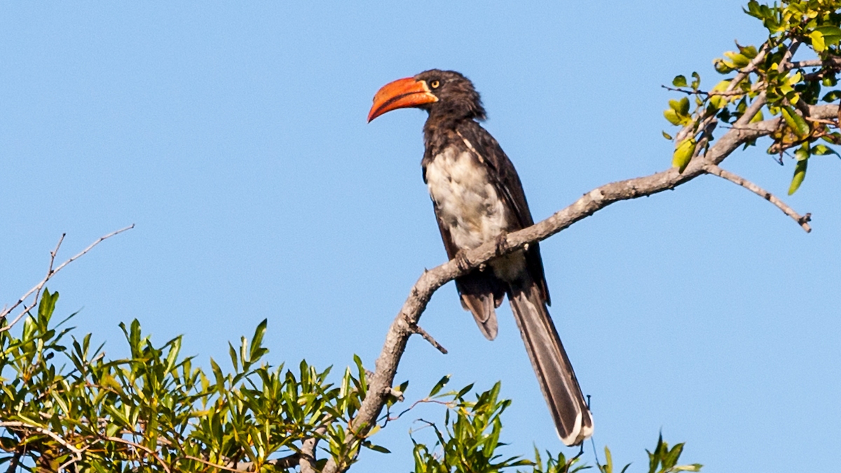 Crowned Hornbill [Lophoceros alboterminatus]
