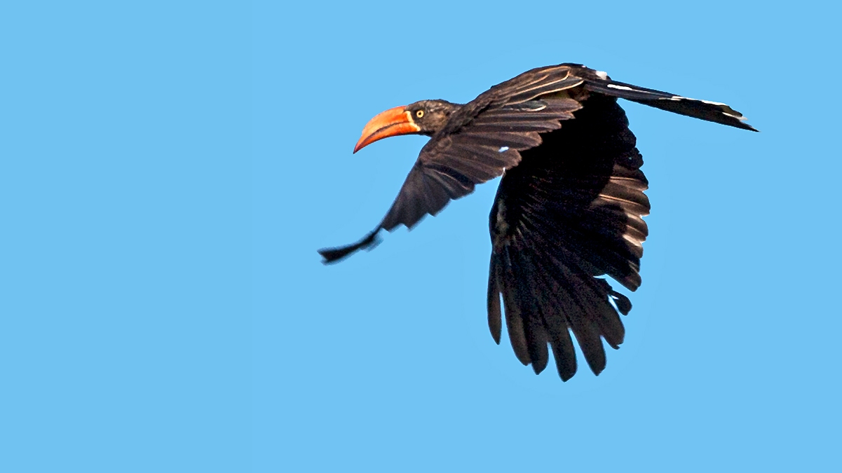 Crowned Hornbill [Lophoceros alboterminatus]