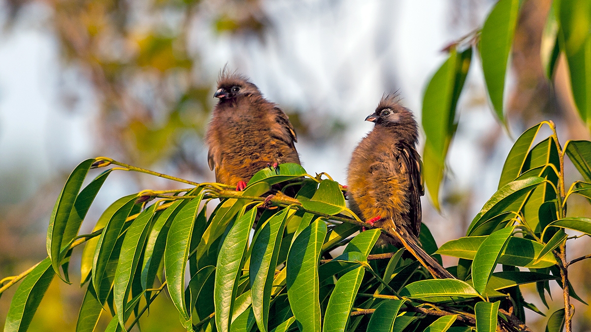 Speckled Mousebird [Colius striatus congicus]