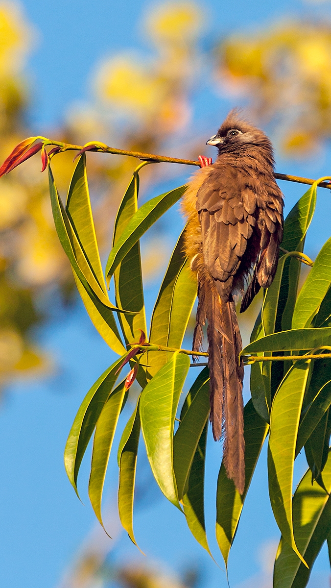 Speckled Mousebird [Colius striatus congicus]