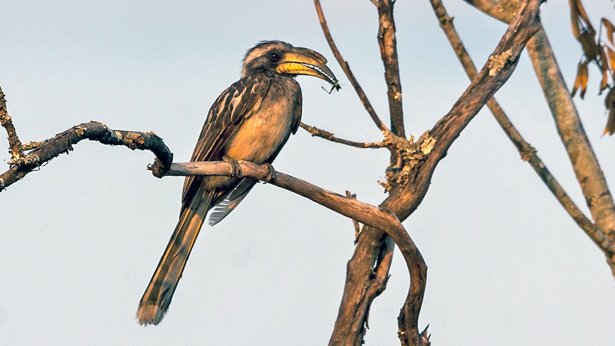 Pale-billed Hornbill [Lophoceros pallidirostris pallidirostris]