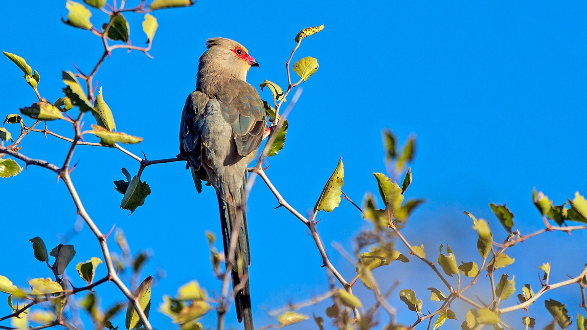 Red-faced Mousebird [Urocolius indicus transvaalensis]