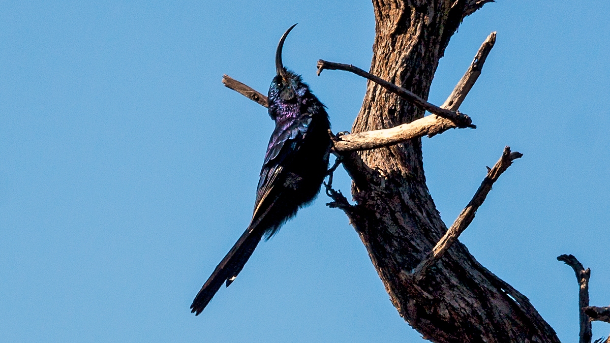 Common Scimitarbill [Rhinopomastus cyanomelas cyanomelas]
