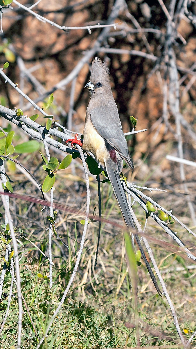 White-backed Mousebird [Colius colius damarensis]