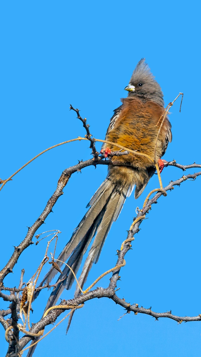 White-backed Mousebird [Colius colius damarensis]