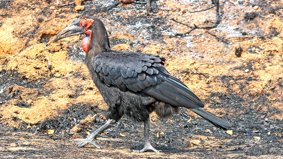 Southern Ground Hornbill [Bucorvus leadbeateri]