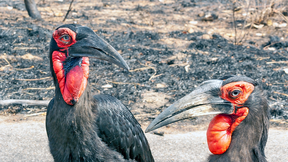 Southern Ground Hornbill [Bucorvus leadbeateri]