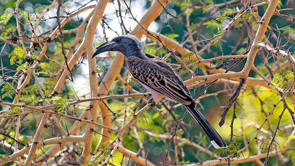 African Grey Hornbill [Lophoceros nasutus epirhinus]