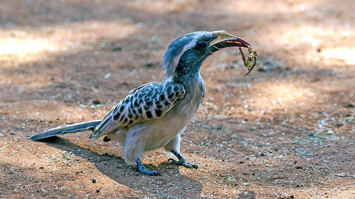 African Grey Hornbill [Lophoceros nasutus epirhinus]